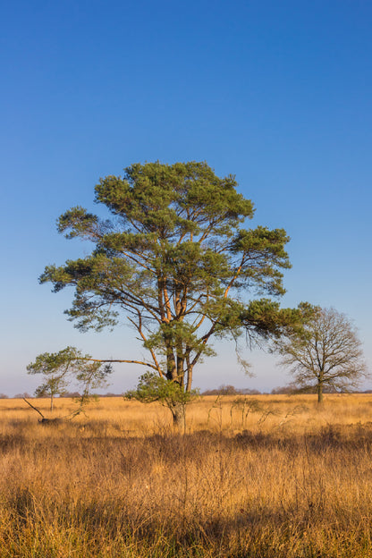 Alone Tree View on Noordsche Veld Photograph Print 100% Australian Made