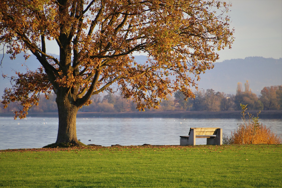 Autumn Tree & Bench Near Lake Photograph Print 100% Australian Made