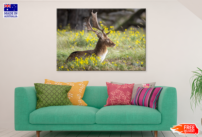 Deer & Yellow Flower Plant View Photograph Print 100% Australian Made