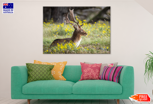 Deer & Yellow Flower Plant View Photograph Print 100% Australian Made
