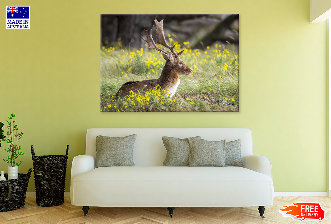 Deer & Yellow Flower Plant View Photograph Print 100% Australian Made