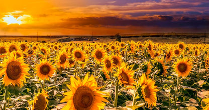 Sunflower Field Photograph Print 100% Australian Made