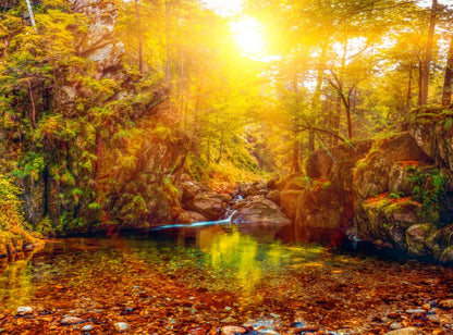 Autumn Forest Photograph Print 100% Australian Made