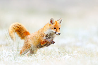 Fox Running in Field Photograph Home Decor Premium Quality Poster Print Choose Your Sizes