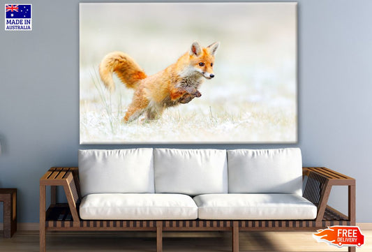 Jumping Fox Photograph Print 100% Australian Made