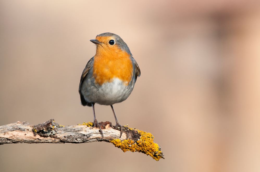 Bird Closeup Photograph Home Decor Premium Quality Poster Print Choose Your Sizes