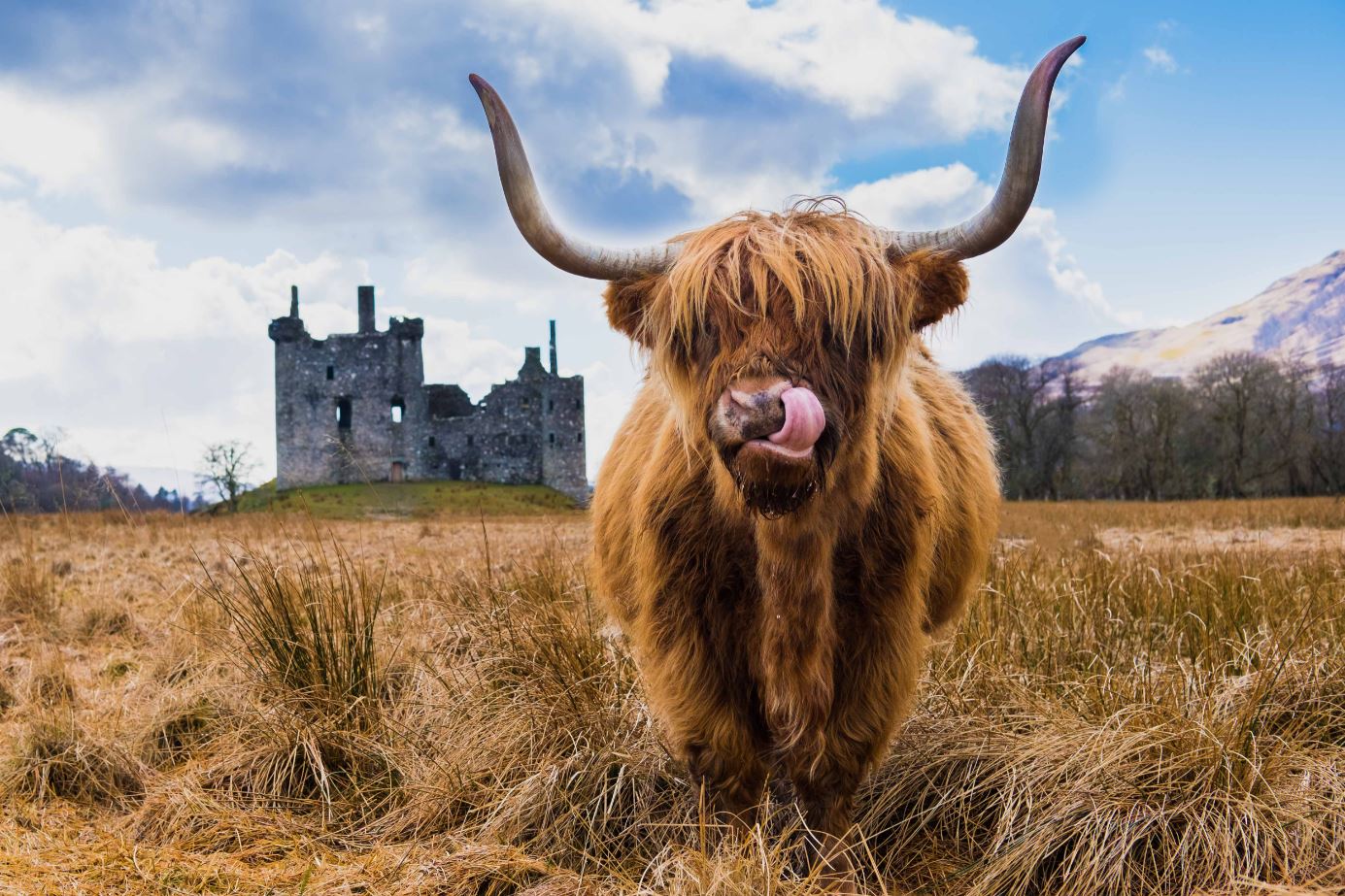 Highland Cow Closeup Photograph Home Decor Premium Quality Poster Print Choose Your Sizes