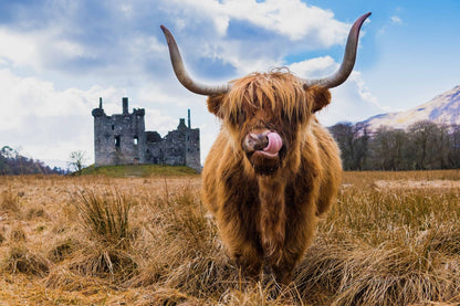 Highland Cow Closeup Photograph Home Decor Premium Quality Poster Print Choose Your Sizes