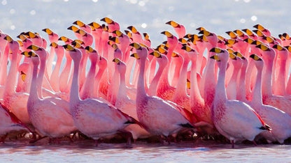 Flamingo Flock in River Photograph Print 100% Australian Made