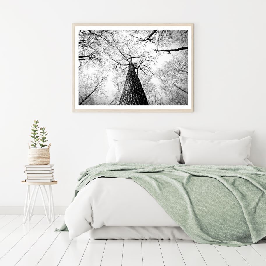 Trees B&W Beneath View Photograph Home Decor Premium Quality Poster Print Choose Your Sizes