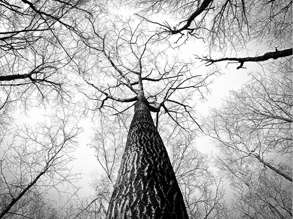 Trees B&W Beneath View Photograph Home Decor Premium Quality Poster Print Choose Your Sizes