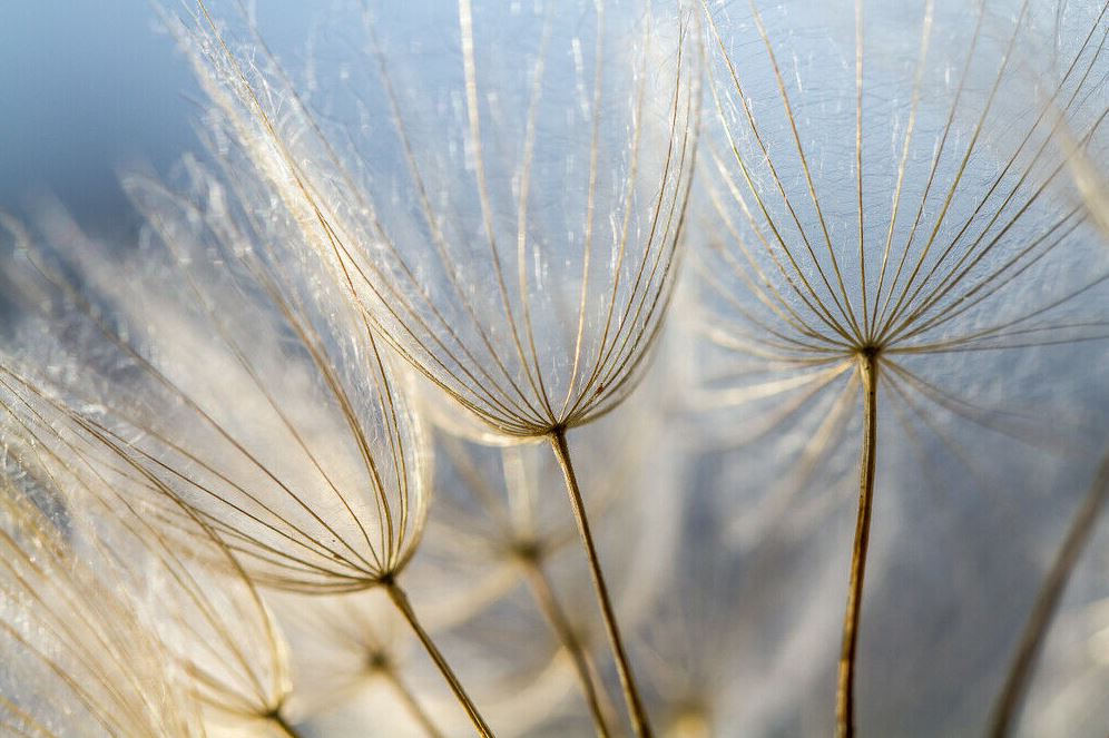 Dandelion Flower Closeup Photograph Print 100% Australian Made