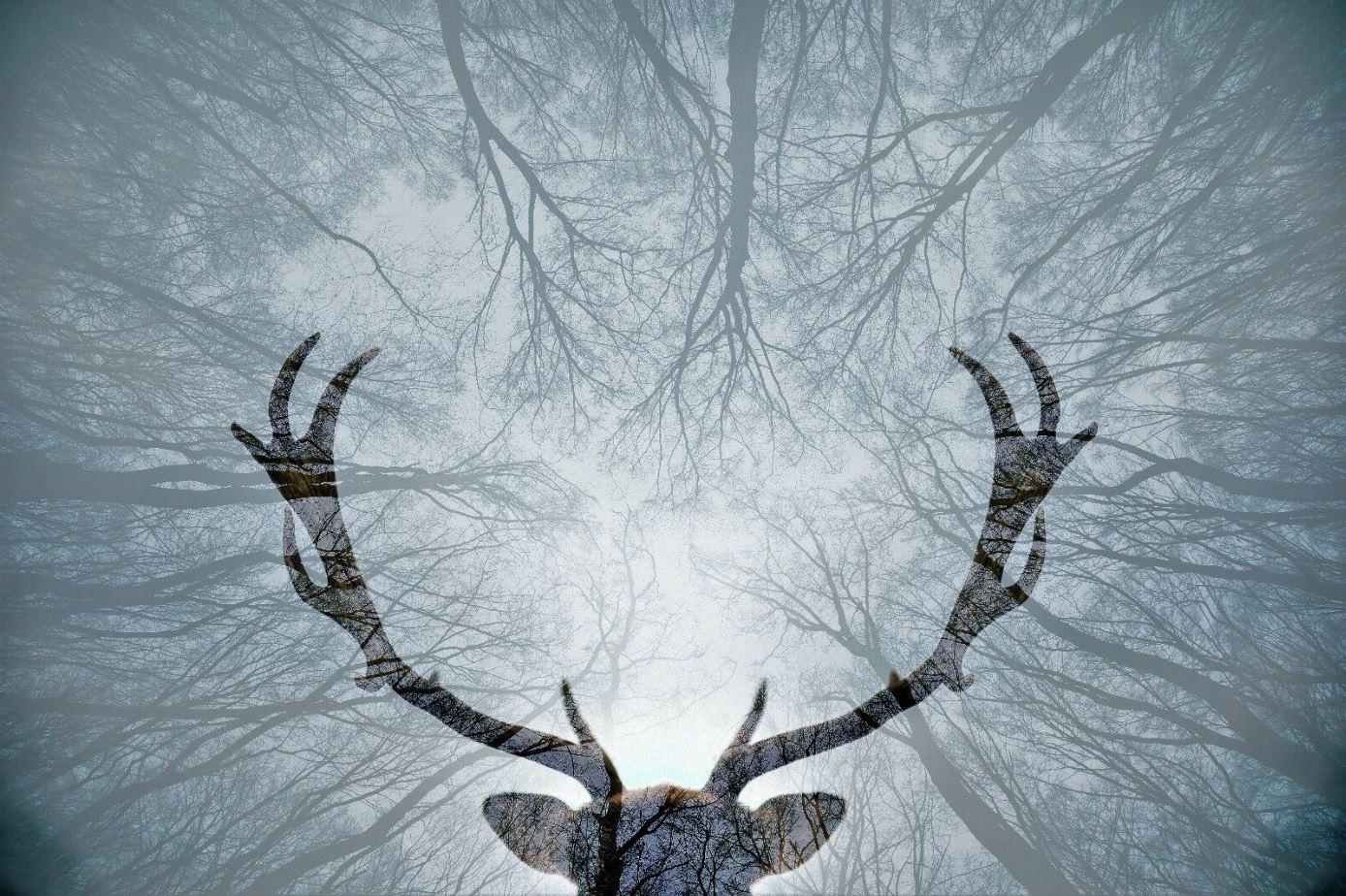Antlers & Trees B&W Photograph Home Decor Premium Quality Poster Print Choose Your Sizes