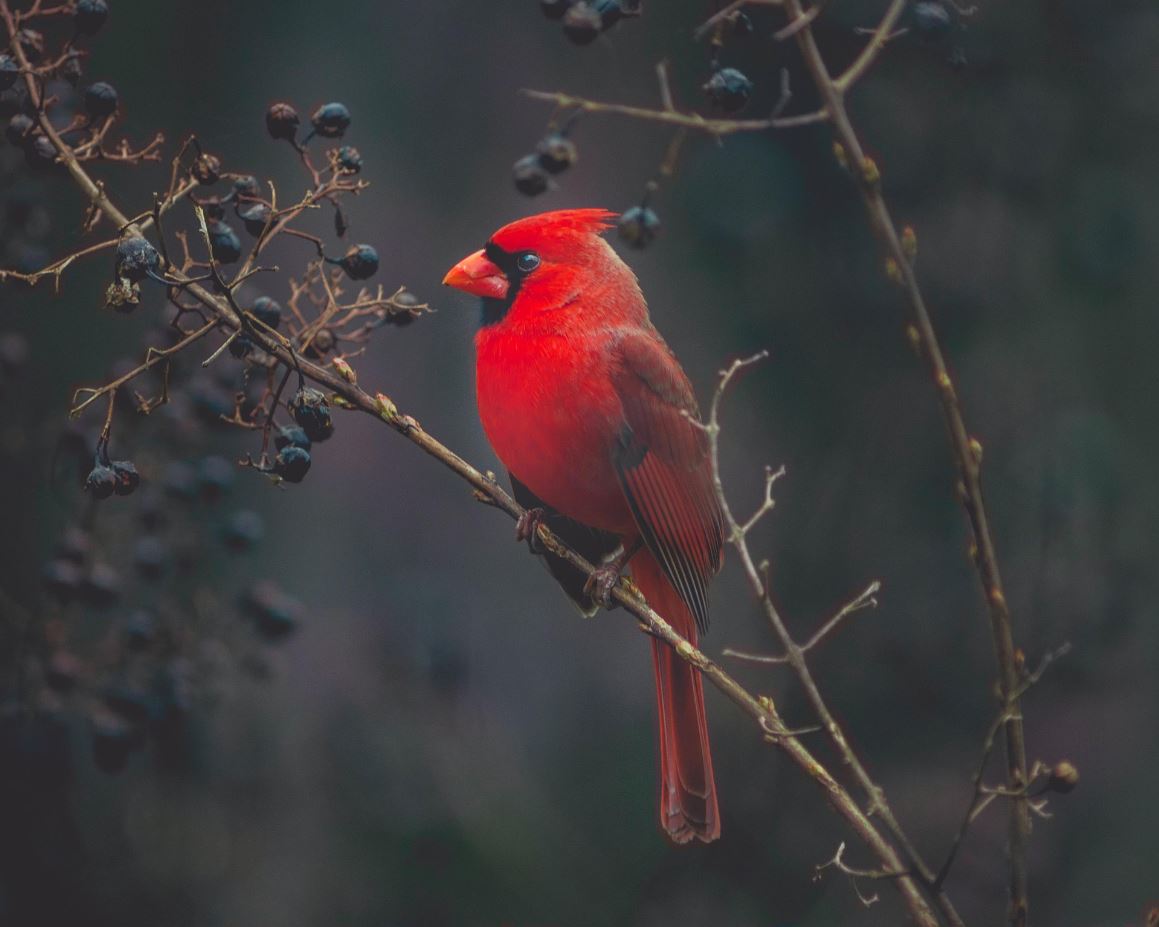 Cardinal Bird on a Tree Photograph Print 100% Australian Made