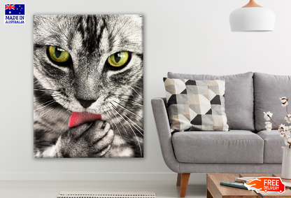 Cat Licking Paw Closeup Photograph Print 100% Australian Made