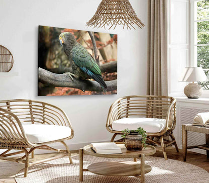 Bella Home Kea Nestor Notabilis Wildlife Animal Print Canvas Ready to hang