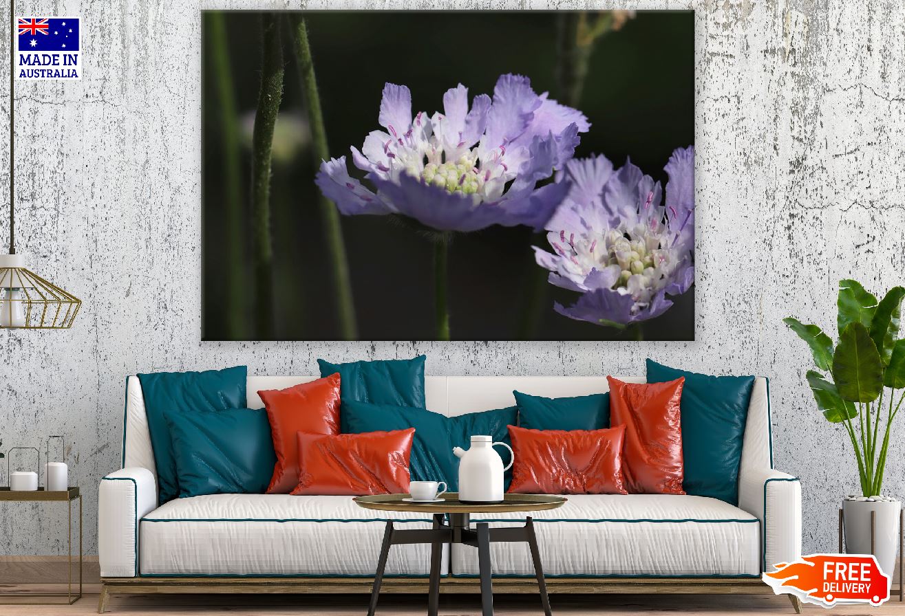Purple Pincushions Flowers Closeup Photograph Print 100% Australian Made