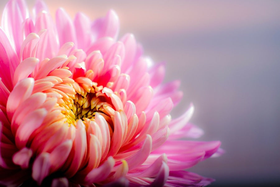 Pink Daisy Flower Closeup Photograph Print 100% Australian Made