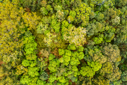 Trees & Forest Aerial View Photograph Print 100% Australian Made