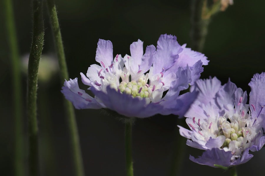 Purple Pincushions Flowers Closeup Photograph Print 100% Australian Made