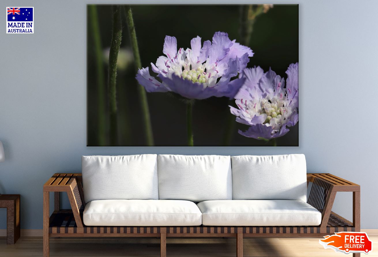 Purple Pincushions Flowers Closeup Photograph Print 100% Australian Made