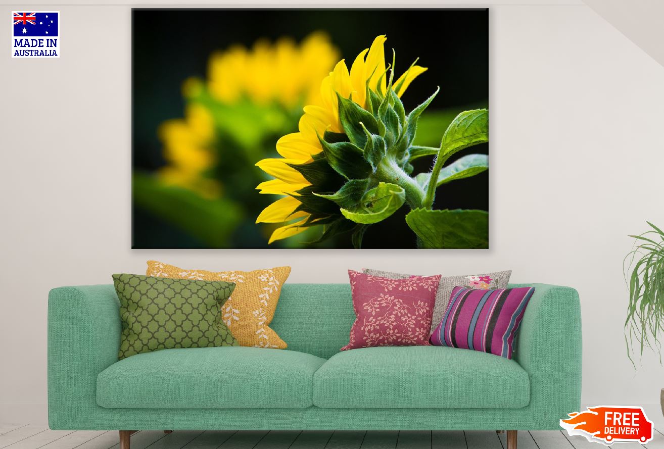 Back view Of Sunflower with Leaves Photograph Print 100% Australian Made