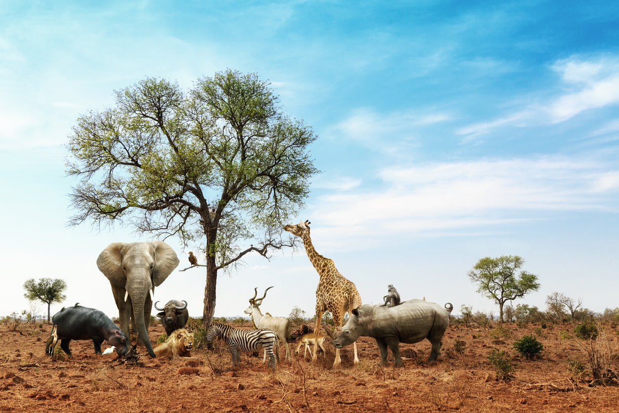 Animals in Kruger National Park Photograph Print 100% Australian Made