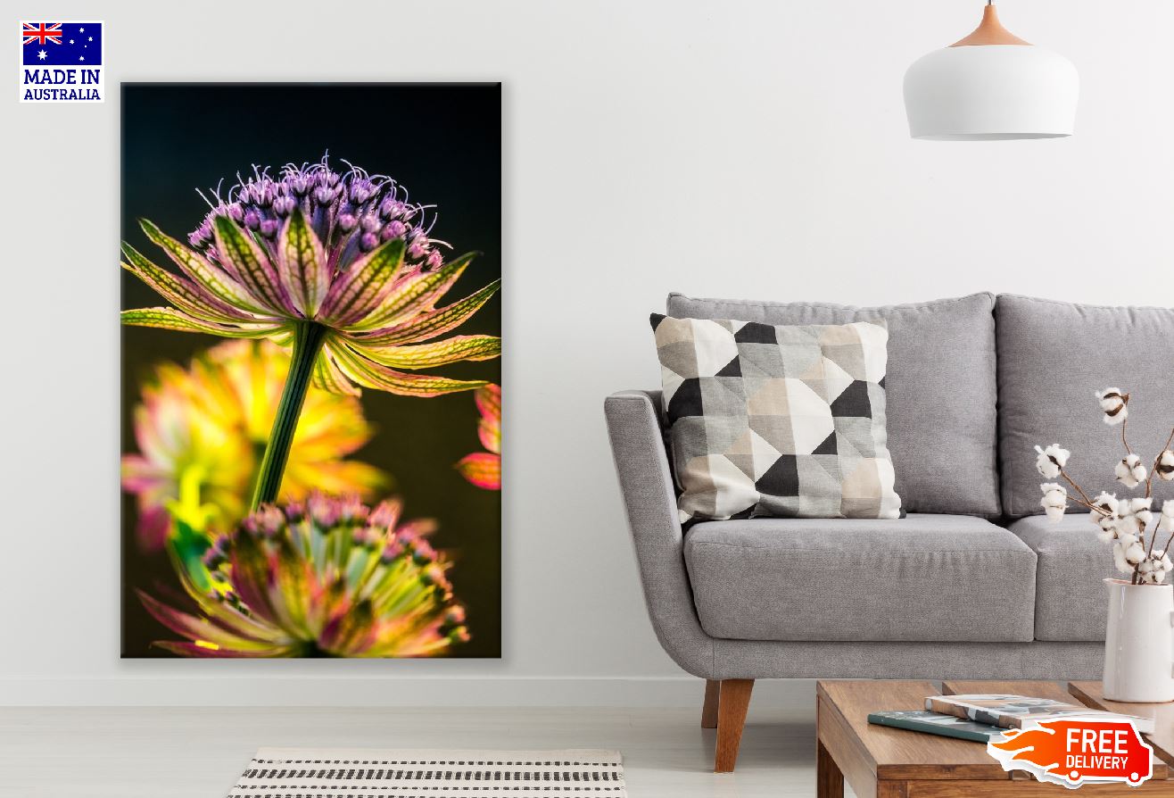Great Masterwort Flower Photograph Print 100% Australian Made