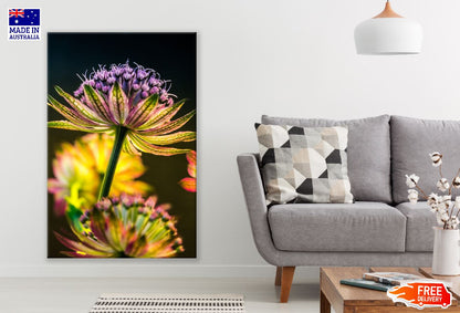 Great Masterwort Flower Photograph Print 100% Australian Made
