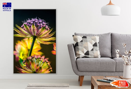 Great Masterwort Flower Photograph Print 100% Australian Made