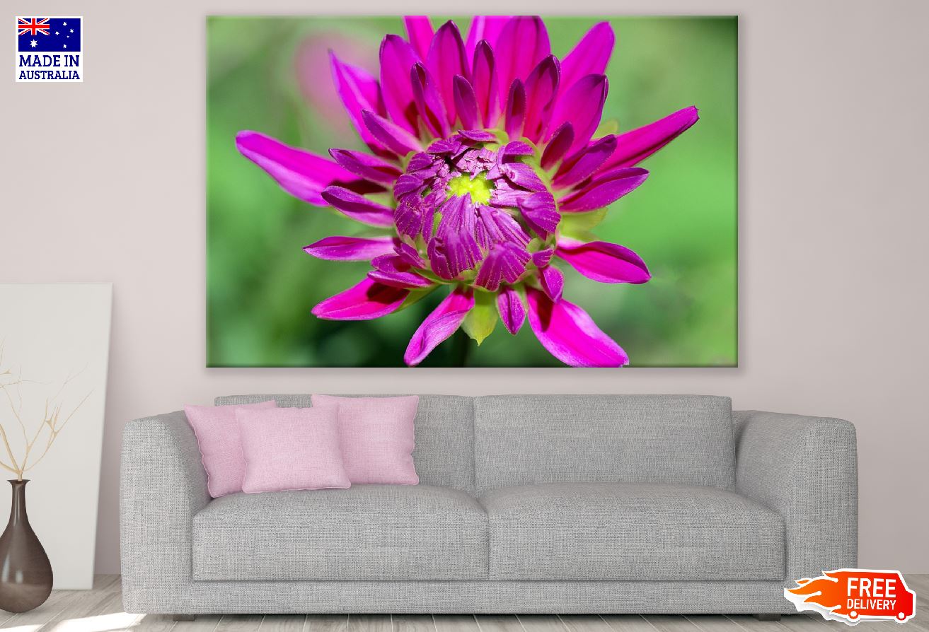 Purple Dahlia Flower Closeup Photograph Print 100% Australian Made