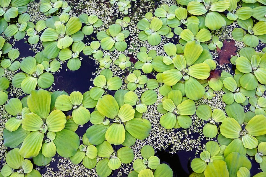 Water Plants Closeup Photograph Print 100% Australian Made