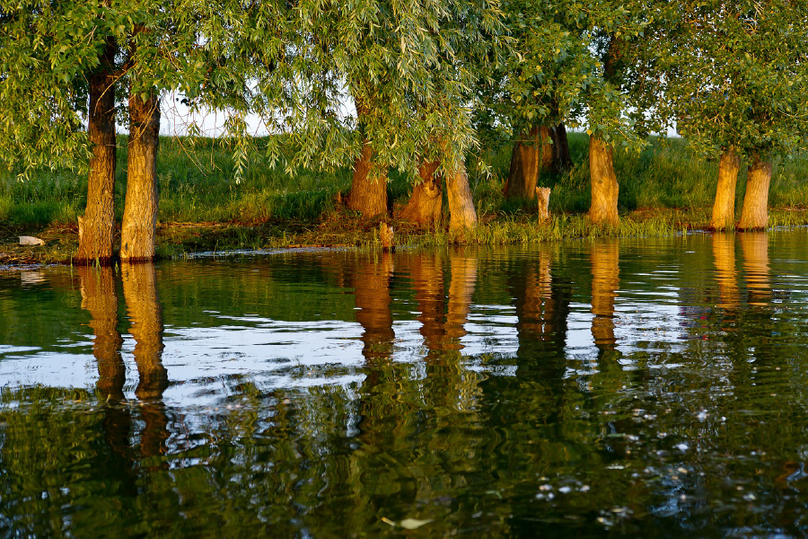 Trees Near River Photograph Print 100% Australian Made