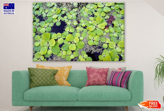 Water Plants Closeup Photograph Print 100% Australian Made