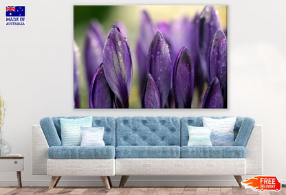 Purple Crocus Flowers Petals Photograph Print 100% Australian Made