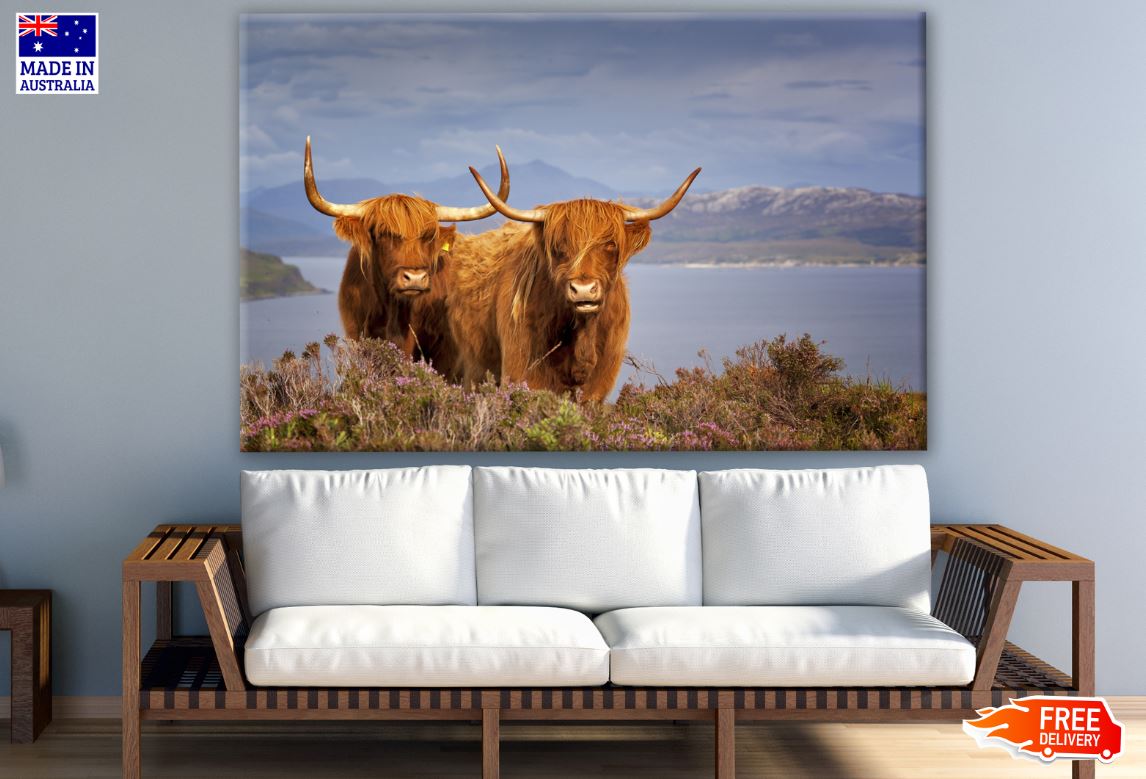 Highland Cow Couple on Meadow Photograph Print 100% Australian Made