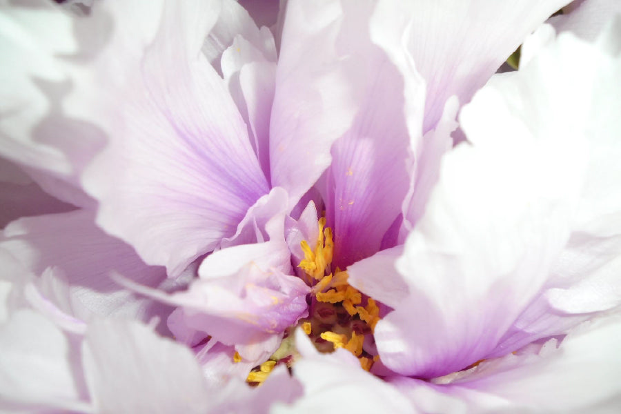 Pink Peony Flower Closeup View Photograph Print 100% Australian Made