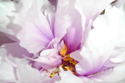 Pink Peony Flower Closeup View Photograph Print 100% Australian Made