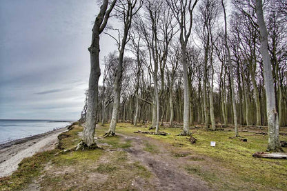 Dead Trees Near Sea Photograph Print 100% Australian Made