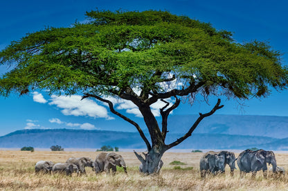 Group of Elephants Big Green Tree Photograph Print 100% Australian Made