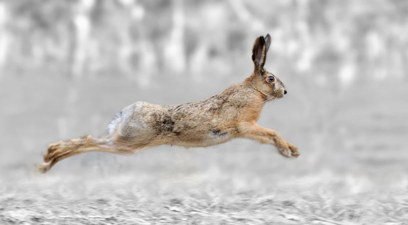Rabbit Jumping Closeup Photograph Home Decor Premium Quality Poster Print Choose Your Sizes