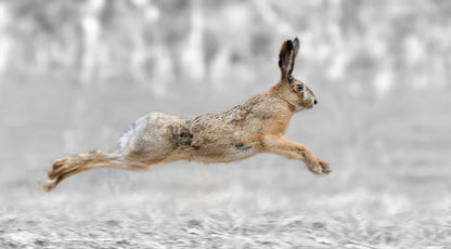 Rabbit Jumping Closeup Photograph Home Decor Premium Quality Poster Print Choose Your Sizes