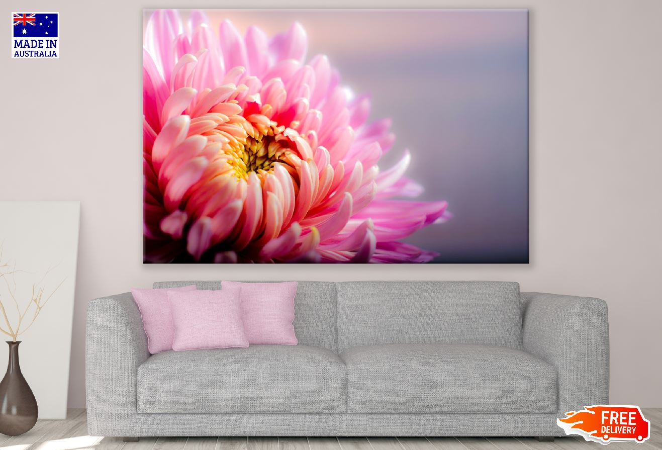 Pink Daisy Flower Closeup Photograph Print 100% Australian Made