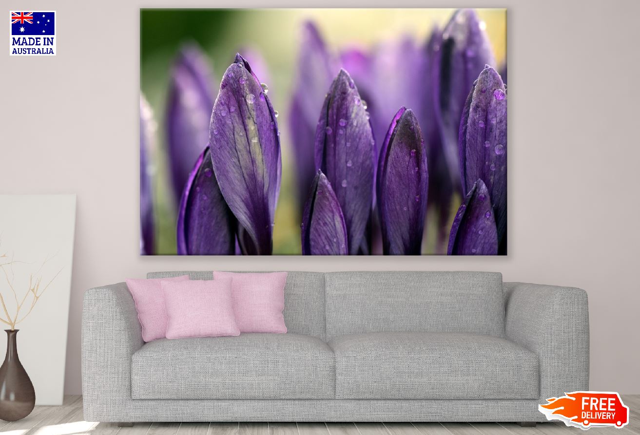 Purple Crocus Flowers Petals Photograph Print 100% Australian Made