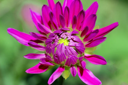 Purple Dahlia Flower Closeup Photograph Print 100% Australian Made
