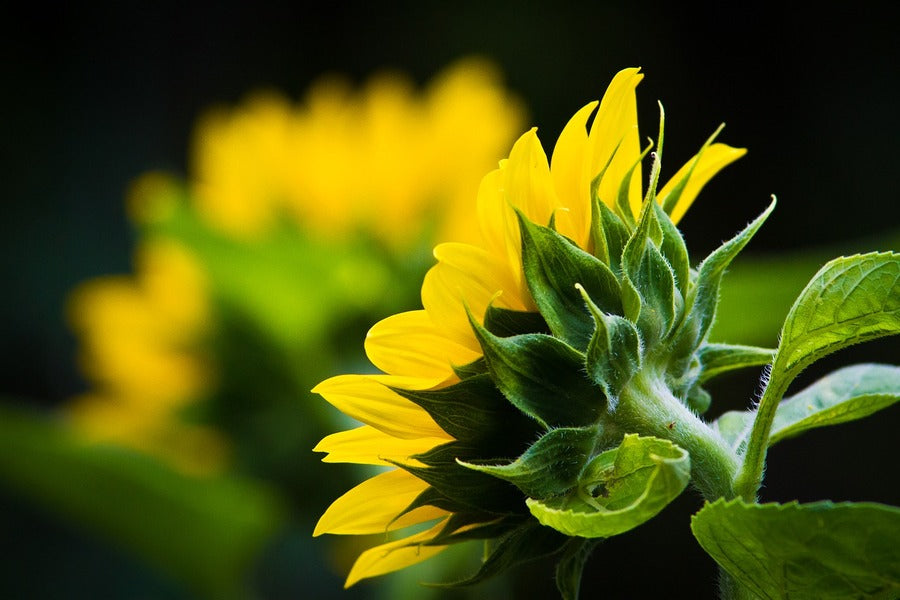 Back view Of Sunflower with Leaves Photograph Print 100% Australian Made