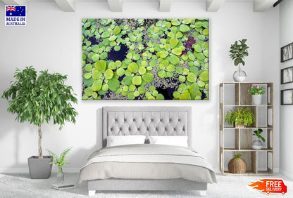 Water Plants Closeup Photograph Print 100% Australian Made