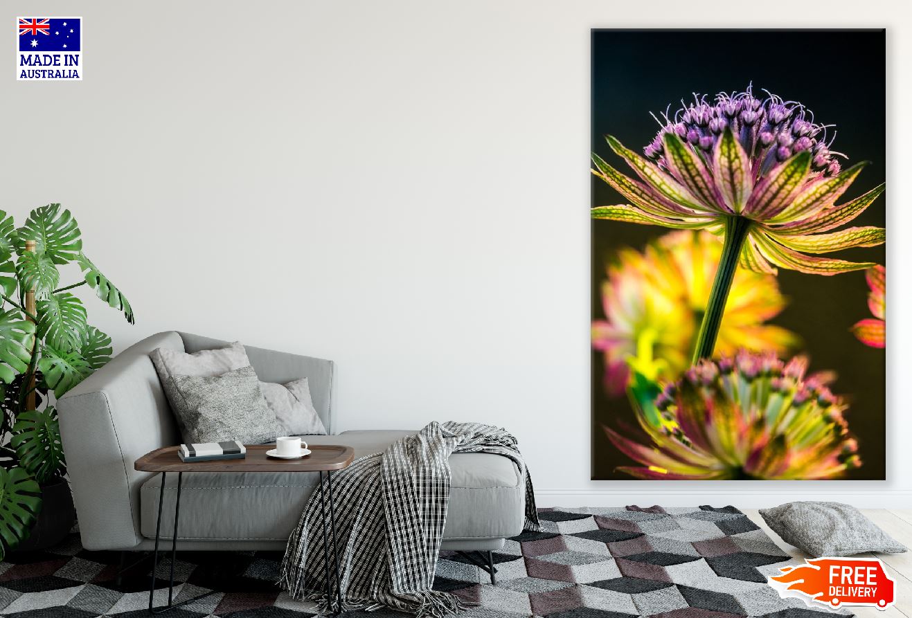 Great Masterwort Flower Photograph Print 100% Australian Made