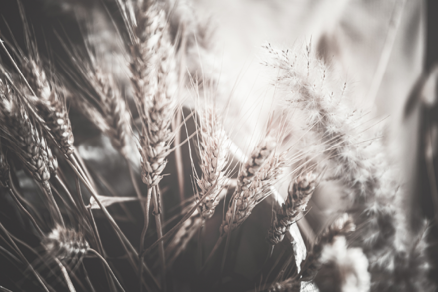 Closeup of Ripe Wheat Print 100% Australian Made