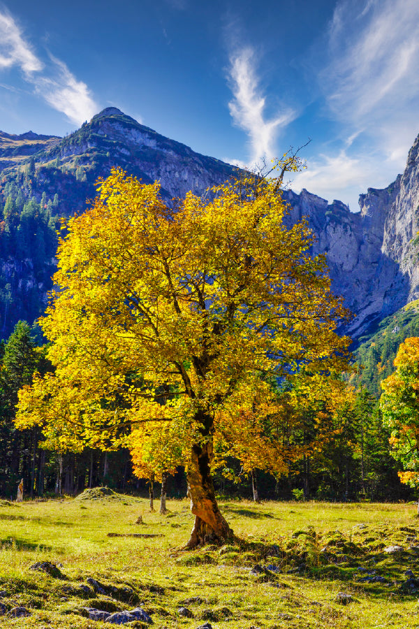 Yellow Autumn Tree & Mountain View Photograph Print 100% Australian Made